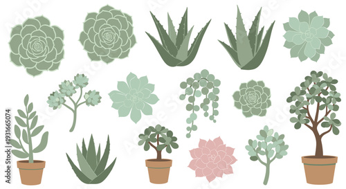 Collection of various potted succulent plants and cacti in a flat design style with a muted green and pink color palette