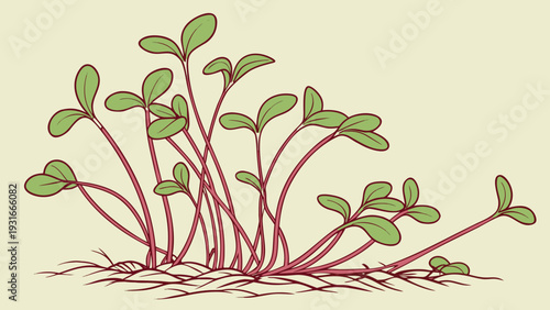 Freshly Sprouted Microgreens Growing from Soil Illustration.