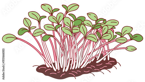 Freshly sprouted microgreens with vibrant green leaves and reddish stems growing from the soil.