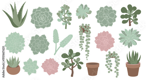Collection of various succulent plants in pots and as individual specimens in a flat lay arrangement