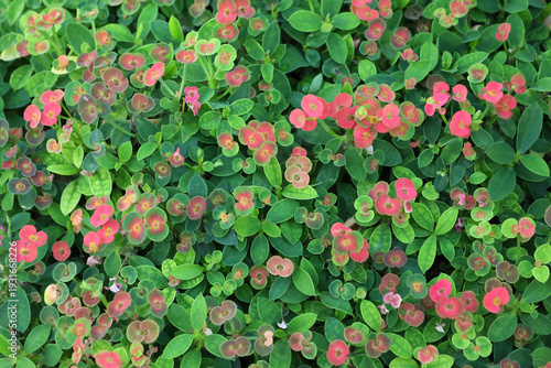 Crown of thorns Tiny pink blossoms with leaves beautiful background in nature 