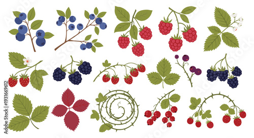 Assortment of Fresh Berries and Leaves Including Blueberries Raspberries Blackberries and Strawberries on White Background
