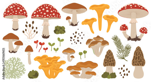 Collection of diverse wild mushrooms and forest elements including chanterelles morels and fly agaric mushrooms set against a white background