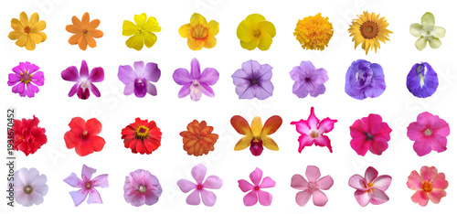 Collection colorfull flower isolat background vector.