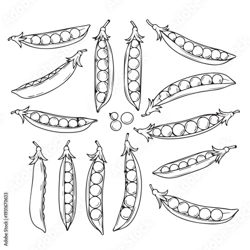 Pea Pods Collection Line Art Illustration Fresh Organic Vegetables