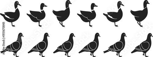 Duck and Pigeon Silhouette Collection Farm and Urban Birds Black Vector Illustration Set Isolated