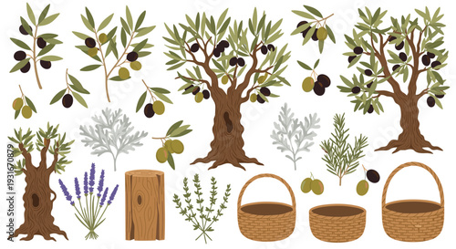 Harvest bounty of ripe olives and fragrant herbs from ancient trees and lush gardens presented in rustic woven baskets