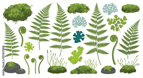 Collection of green mosses and ferns showing delicate fronds and unfurling fiddleheads on rocks and ground