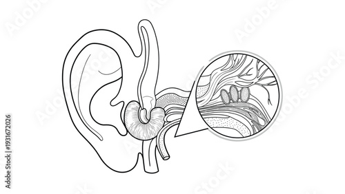 Detailed anatomical diagram shows the structure of the human ear with a magnifying circle highlighting the small internal auditory bones clearly.
