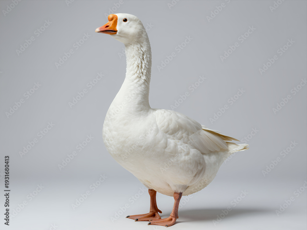 Obraz premium Elegant White Goose Standing in Profile Against a Soft Gray Studio Background, Detailed Feather Texture and Natural Pose for Wildlife or Nature Photography