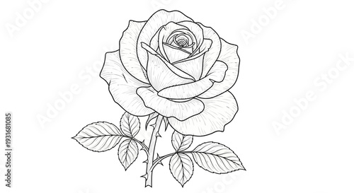 Rose Sketch: A delicate line drawing of a rose, showcasing its intricate petals, stem, and leaves, evoking elegance and simplicity.