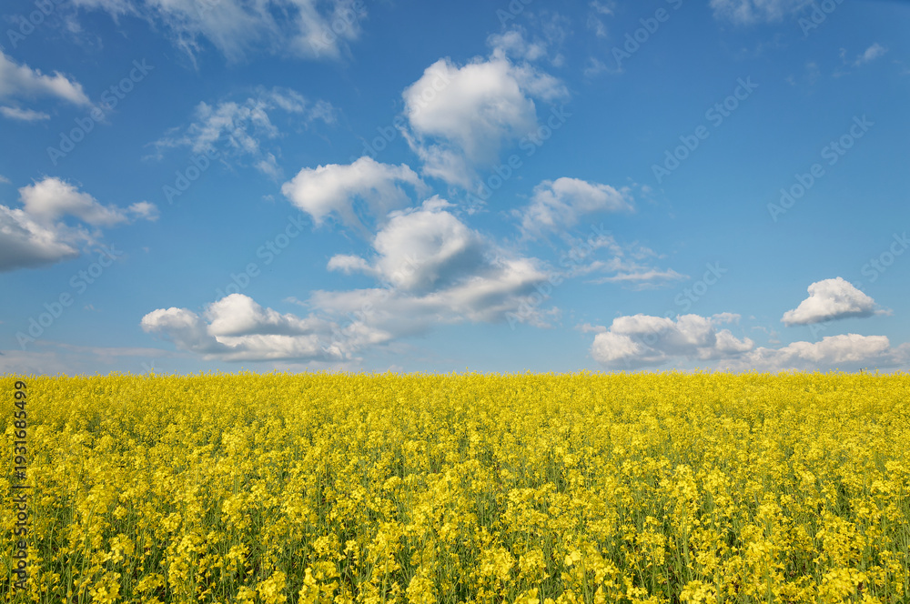 Fototapeta premium A stunning view of a field of yellow flowers under a bright blue sky with fluffy clouds.