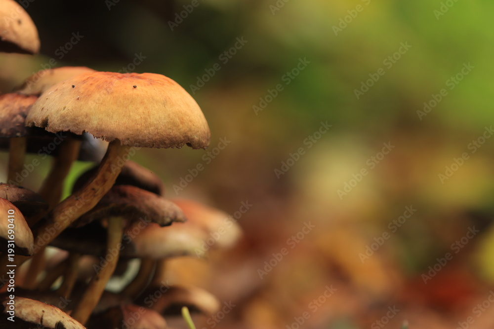 Fototapeta premium collection of reddish-brown mushrooms, dull brown mushrooms with broad caps, brown mushrooms growing on rotten wood on the forest floor, with round caps, green forest background, mycelium