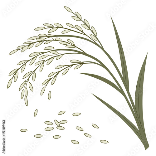 Green rice plant with seeds falling off grain