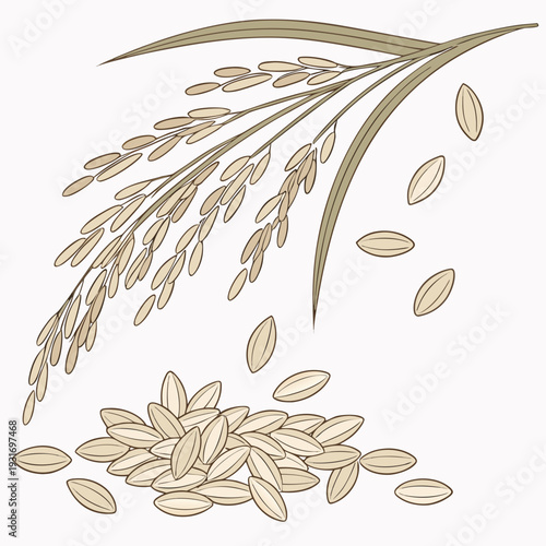 Clean rice grains and stalk natural