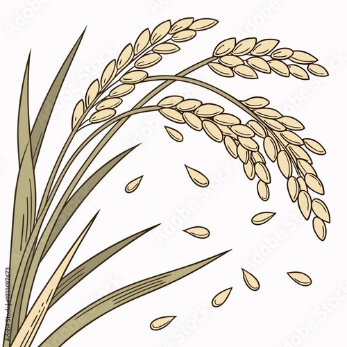 Rice plant with seeds falling off grain