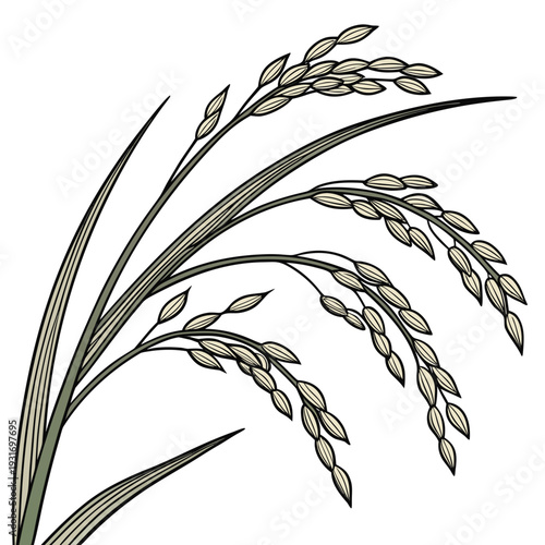 Close up of raw rice grains on stalks rice stalks grain food