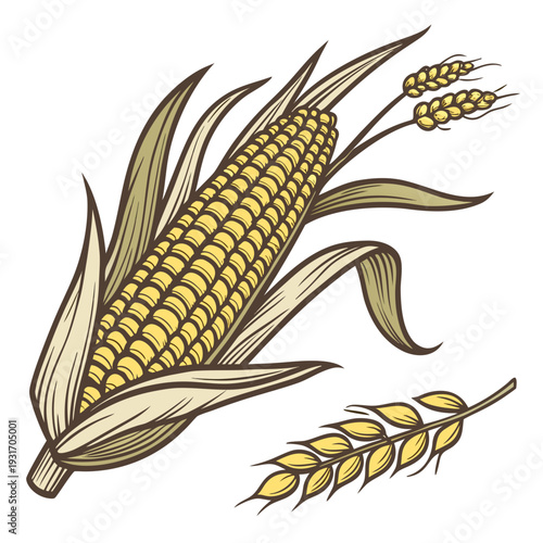 Detailed maize cob with tightly packed kernels and leaves