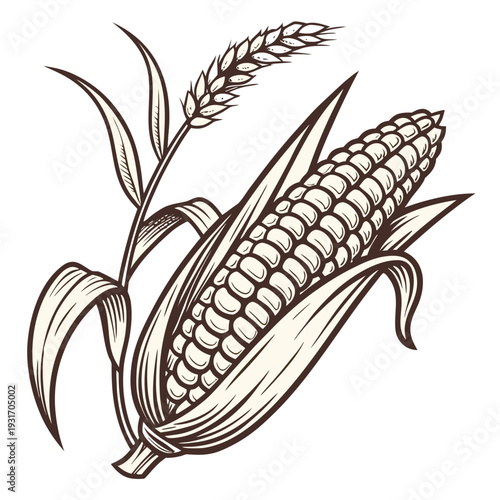 Detailed of maize cob with tightly packed kernels and leaves