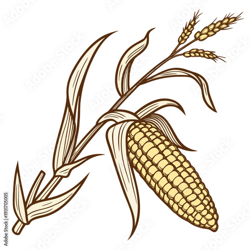 Fresh harvested corn ear still attached to stem and leaves