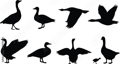 Black silhouette collection of geese and ducks in various poses, flying and standing waterfowl vector icons for nature and hunting.