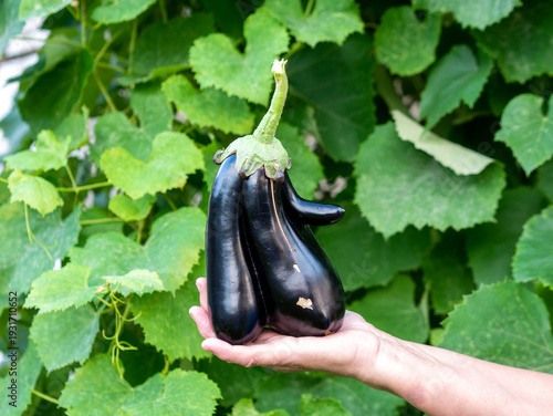 Εκτύπωση καμβά Hand holds large uniquely shaped dark purple eggplant with multiple fused sectio
