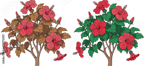 Botanical hibiscus flower illustration with healthy and damaged leaves comparison tropical garden floral vector design