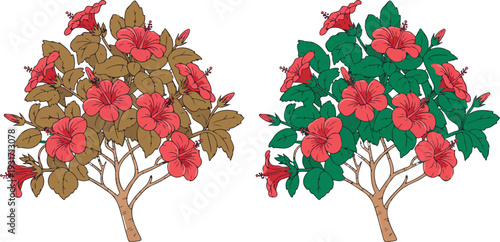 Hibiscus plant comparison illustration showing healthy and unhealthy leaves with vibrant tropical blossom botanical flat vector artwork