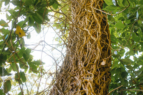 Wallpaper Mural Tree trunk coated with dry climbing roots Torontodigital.ca