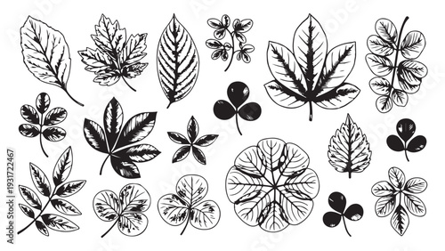 Set of hand drawn leaf sketches and botanical silhouettes for organic design and nature decoration