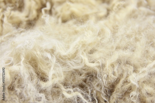 Raw sheep fleece texture, unspun crimped wool fibers, natural off-white color, lanolin feel, rustic macro