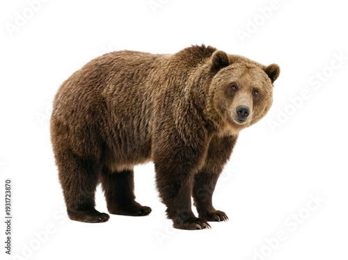 Wallpaper Mural Grizzly bear standing, side view, isolated on transparent background (PNG) Torontodigital.ca