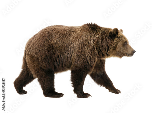 Grizzly bear walking, side view, isolated on transparent background (PNG)	