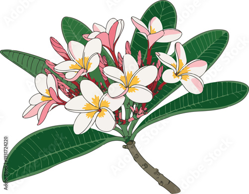 Realistic vector bouquet of plumeria and orchid flowers, detailed scalable EPS botanical illustration design.