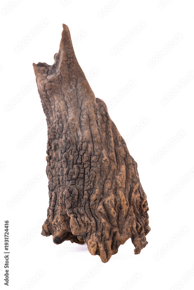 Obraz premium dead tree stump with roots and brown trunk Isolated on white background