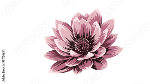 Beautiful pink lotus or water lily flower in full bloom with many layers of delicate petals shown from an overhead view.