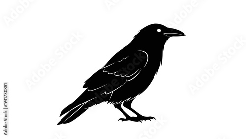 Silhouette of a black crow perched on its feet against a white background