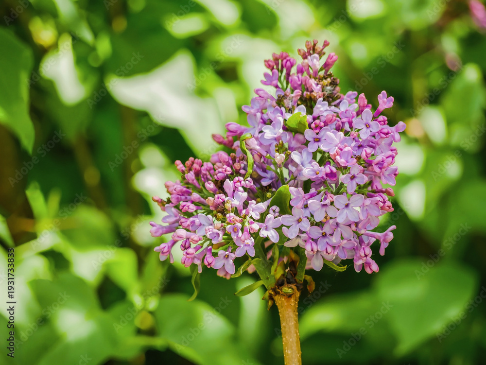 Fototapeta premium Pruned Lilac Shrub Blooming After Spring Garden Trimming