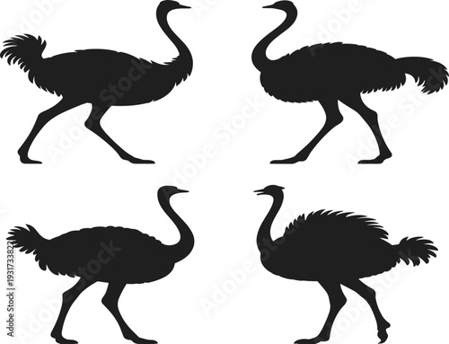 Ostrich silhouette collection in various walking poses isolated on white background black wildlife bird vector illustration set