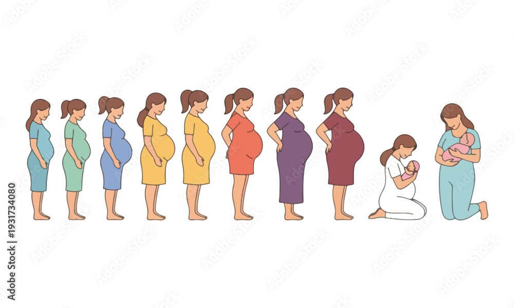 Obraz premium Pregnancy stages illustration, gestation development to newborn baby