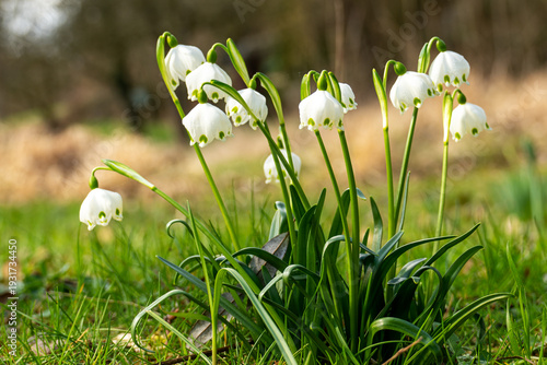Graceful white spring snowflake flowers with green-tipped petals growing in a sunlit green meadow.


