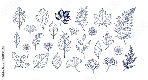 Organic Hand-Drawn Botanical Leaves Flowers and Berries Vector Illustration Collection Doodle Style