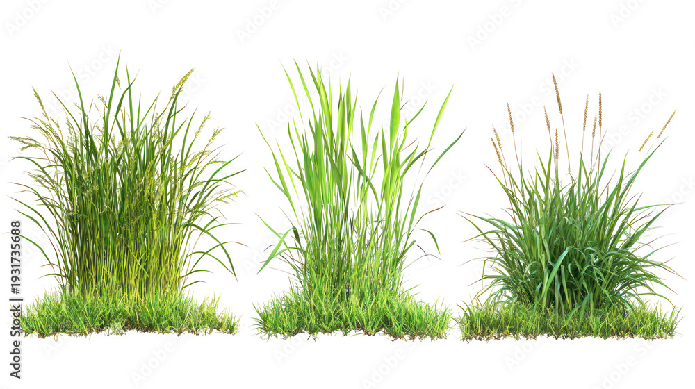 Fototapeta premium Three different types of grass on transparent background