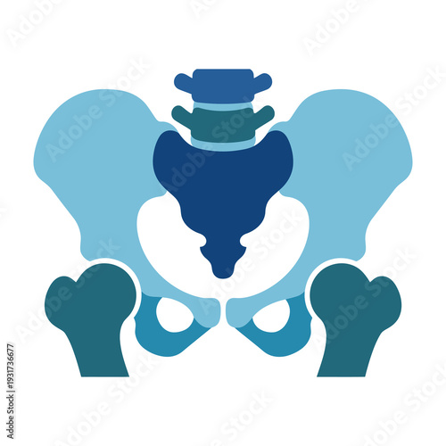 Anatomical illustration of the human pelvic bone structure showcasing the sacrum coccyx and hip joints in a gradient blue shade for educational and medical presentations