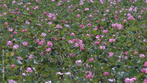 Vibrant Pink Lotus Flowers in Expansive Green Water Lily Field
