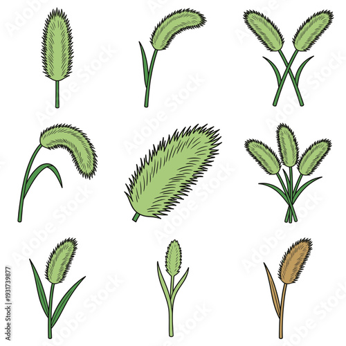 Set of green pennisetum or foxtail grass spikes and fluffy cereal plants illustration, natural botanical elements for meadow and garden landscape design