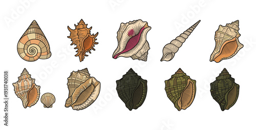 Collection of various sea shells and snail houses isolated on white background, vintage hand drawn style nautilus and scallop marine life underwater elements