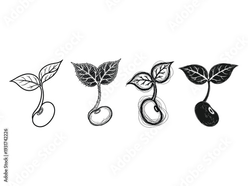 Plant Sprout Growth Stages Evolutionary Process