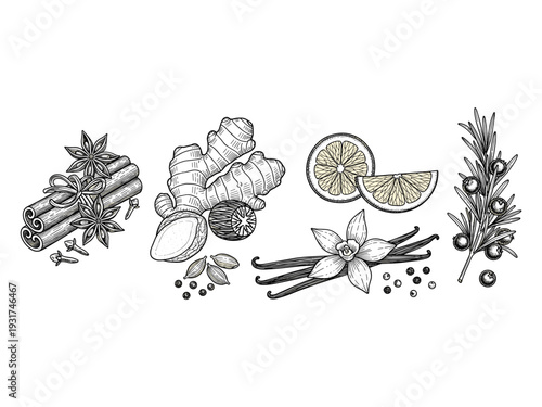 Spices And Herbs Collection Culinary Ingredients