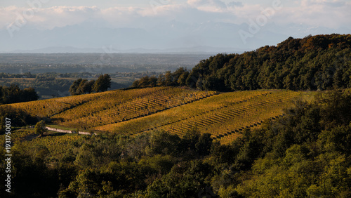 Foto scattata nei vigneti attorno le colline tassarolesi durante il periodo autunnale in provincia di Alessandria.